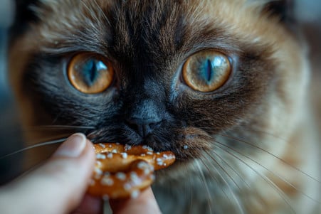 Close-up of a curious Burmese cat sniffing a pretzel, with a human hand reaching in to remove the snack from the cat's reach