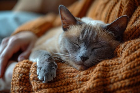 A Burmese cat peacefully sleeping on its owner's lap, with the owner gently petting the cat in a cozy home setting