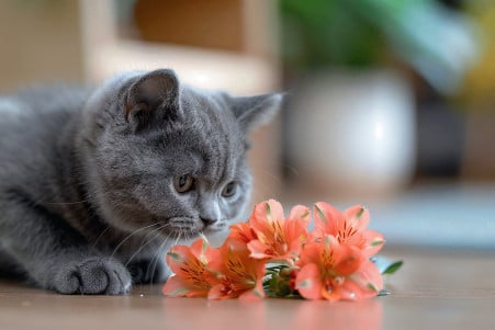 British Shorthair cat batting at a fallen alstroemeria flower on a hardwood floor