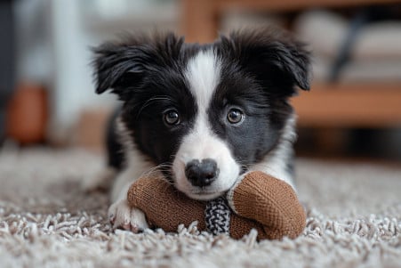 Border Collie puppy playfully tugging on a worn-out sock with a mischievous look