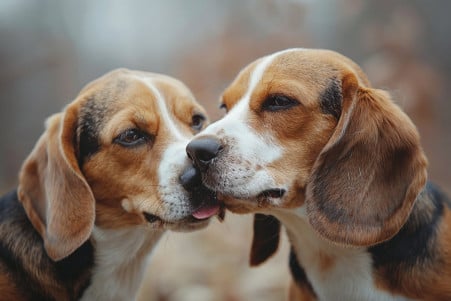 Two medium-sized beagle dogs gently licking each other's muzzles