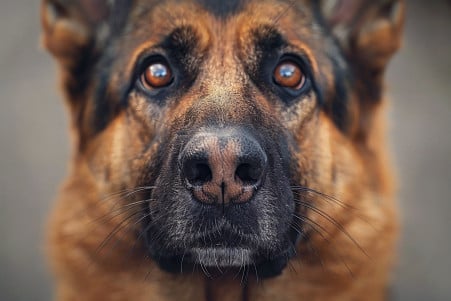 Close-up portrait of an alert, curious-looking German Shepherd with thick, distinctive whiskers