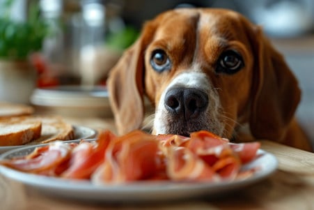 Curious Beagle sniffing a plate of sliced deli turkey in a kitchen setting