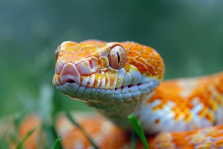 Corn snake with mouth open, slithering through a grassy field