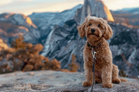 Labradoodle on leash sitting patiently on a rocky overlook in Yosemite National Park, with the Half Dome formation visible in the distance