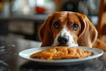 Beagle dog sitting next to a plate of fried catfish on a kitchen counter, examining the food with interest