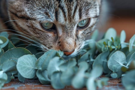 Tabby cat sniffing at a bunch of eucalyptus leaves on a wooden table, with a wary expression