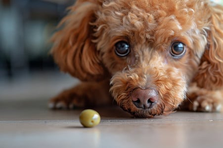 Closeup of a small Poodle mix dog sniffing and investigating a single green olive on the floor