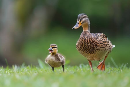 An action shot of a mother duck leading one duckling across a grassy field, with the duckling making a high-pitched peeping sound