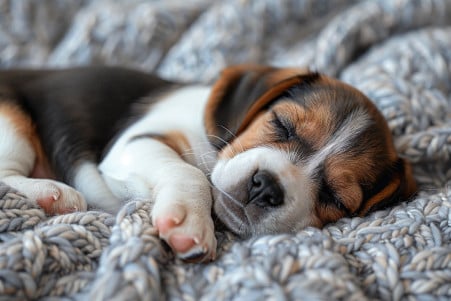 8-week-old beagle puppy sleeping on a soft blanket, with its sides visibly moving up and down quickly as it breathes rapidly