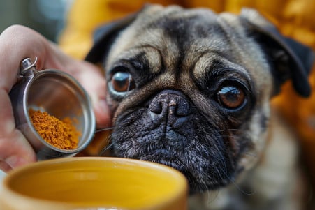 Small pug dog tilting its head as its owner measures turmeric powder into the dog's food bowl