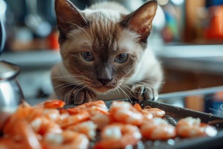Burmese cat sniffing a pile of raw shrimp on a kitchen counter