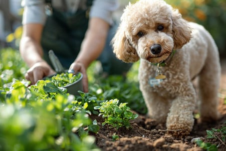 Cautious Poodle owner using a gardening tool to move a container of weed and feed away from their playful, standard Poodle in a blurred outdoor garden setting