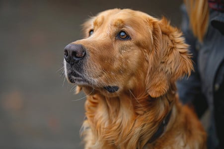 Golden retriever dog in a focused, serious stance between its owner and an imaginary intruder, practicing guard commands