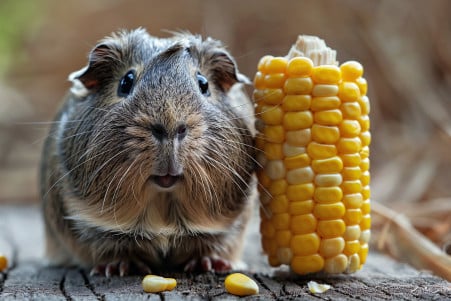 Overhead view of an Abyssinian guinea pig with a rosette-patterned coat sitting next to a half-eaten cob of corn