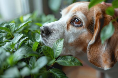 Beagle sniffing around a money tree plant, with the owner's hand reaching in to gently pull the dog away
