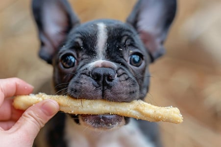 Boston Terrier puppy jumping up to catch a bully stick held by an owner's hand