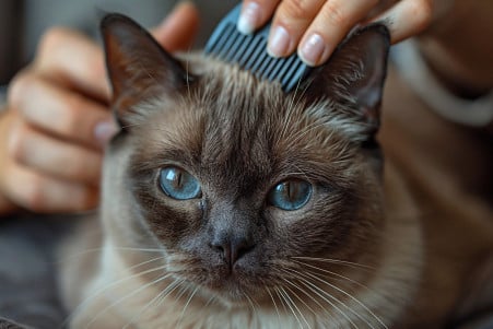 Burmese cat sitting calmly as a person carefully combs through its short, glossy brown fur
