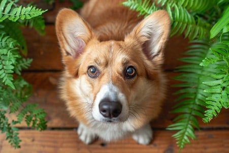 Overhead view of a Welsh Corgi cautiously backing away from a small bracken fern on a hardwood floor