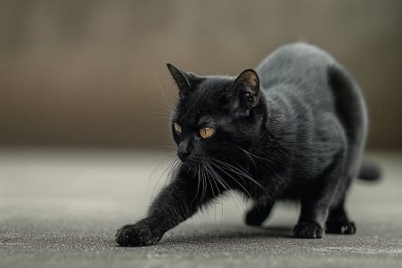 Sleek, black Bombay cat crouched down, showcasing its flexible and agile feline anatomy