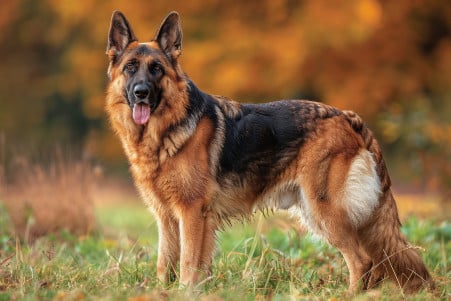 Muscular German Shepherd Dog with defined abdominal muscles standing in a grassy outdoor environment