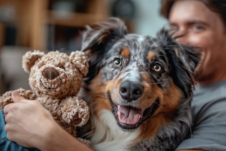 An Australian Shepherd dog holding a plush toy in its mouth, offering it to a smiling human in a living room setting