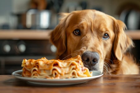 Labrador Retriever with a concerned expression sniffing at a plate of sliced lasagna on a kitchen counter
