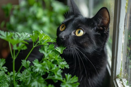 A sleek black cat with yellow eyes cautiously nibbling on a single parsley leaf, perched on a window sill with a lush, green potted parsley plant in the background