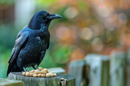 A glossy black crow with iridescent feathers perched on a fence, eyeing a handful of peanuts on the ground