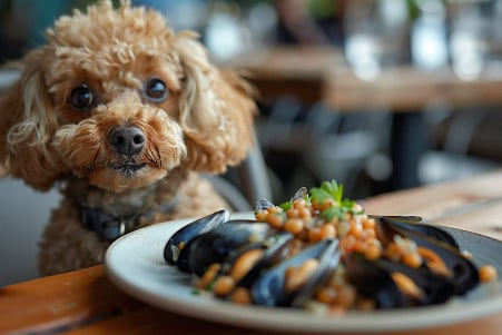 A Poodle staring intently at a plate of steamed mussels on a table
