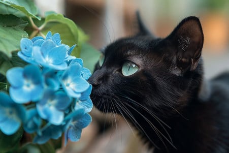 Black cat with bright green eyes sniffing a blue hydrangea bloom on a wooden surface