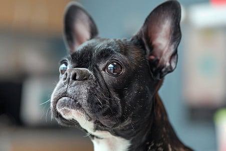 Close-up of a Boston Terrier's red, irritated ear in a veterinary exam room