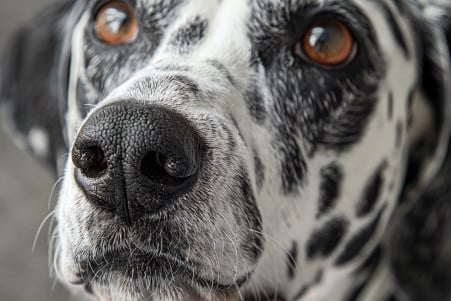Close-up portrait of an elderly Dalmatian dog with a concerned expression, highlighting its deafness