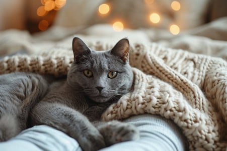 Russian Blue cat curled up by the feet of a person under a soft blanket in a cozy bedroom