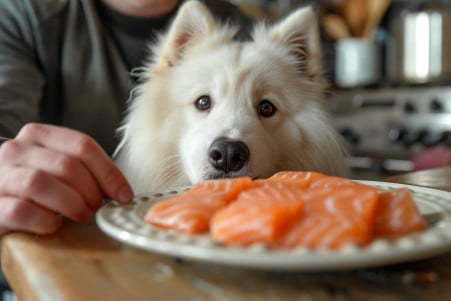 Fluffy white Samoyed dog looking at a plate of smoked salmon as a hand takes it away, in a kitchen setting