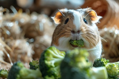 American Guinea Pig contently nibbling on broccoli in a hay-filled enclosure