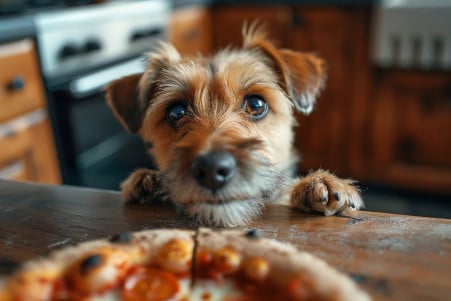 Curious brown dog eyeing a slice of pizza crust on a table, illustrating temptation and safety for pets