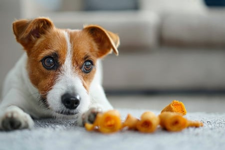 Jack Russell Terrier looking warily at scattered Takis on a clean living room floor