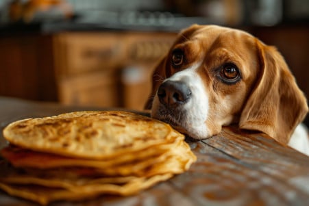 Playful Beagle patiently waiting to eat a small stack of corn tortillas on a simple kitchen table