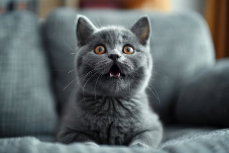 Grey British Shorthair cat with a confused expression sitting on a cozy sofa cushion