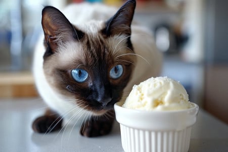 Siamese cat with blue eyes sniffing a bowl of ice cream on a kitchen countertop
