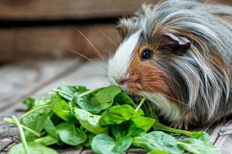 Long-haired guinea pig sniffing fresh spinach leaves in a clean feeding environment