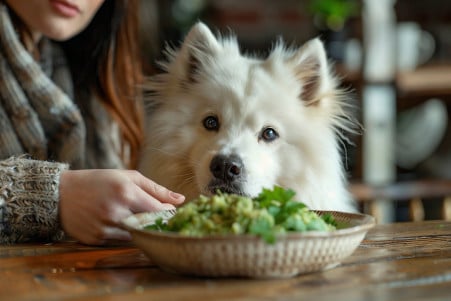 Owner keeping a bowl of guacamole away from an eager Samoyed sitting at a dining table