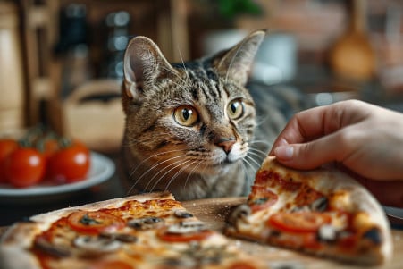 Tabby cat eyeing a slice of pizza held out of reach by an owner in a kitchen