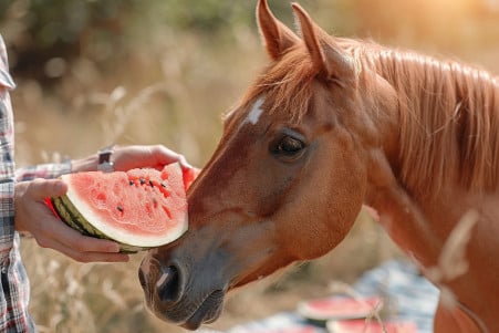 Chestnut horse eating fresh watermelon from a person's hand in a sunny pasture