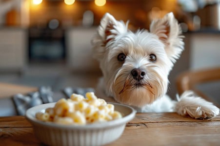 West Highland White Terrier looking at a bowl of mac and cheese on a dining table with a kitchen backdrop