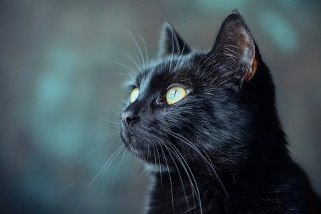 Black cat with green eyes staring intently into a shadowy corner, embodying curiosity and alertness