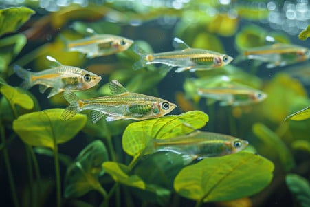 School of minnows nibbling at water plants and insects in a clear stream with sunlight filtering through leaves