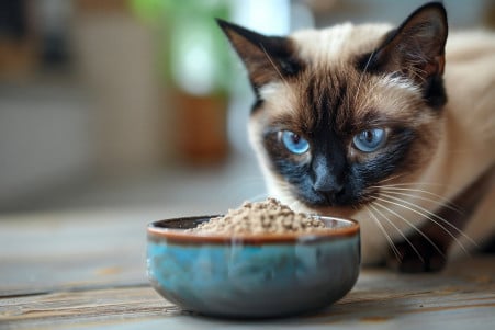 A cautious Siamese cat examining a bowl of food-grade diatomaceous earth in a well-lit kitchen