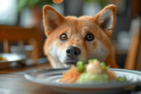 Perplexed Shiba Inu dog staring at a small dollop of wasabi on a plate in a Japanese-styled dining room